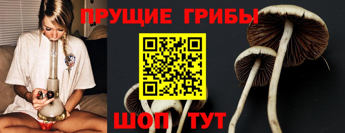 Псилоцибиновые грибы прущие грибы  Псилоцибиновые грибы мицелий  Белогорск 